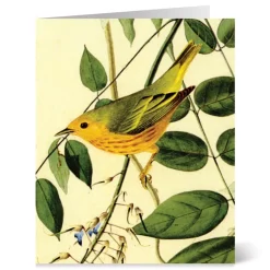 The Met Store Audubon Birds Notecards* Notecards & Correspondence