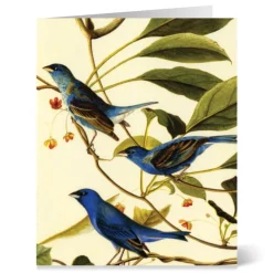 The Met Store Audubon Birds Notecards* Notecards & Correspondence
