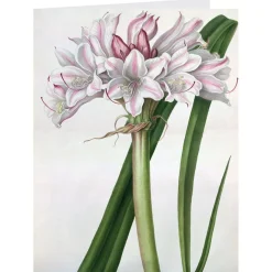 The Met Store Botanical Illustrations Notecards* Notecards & Correspondence